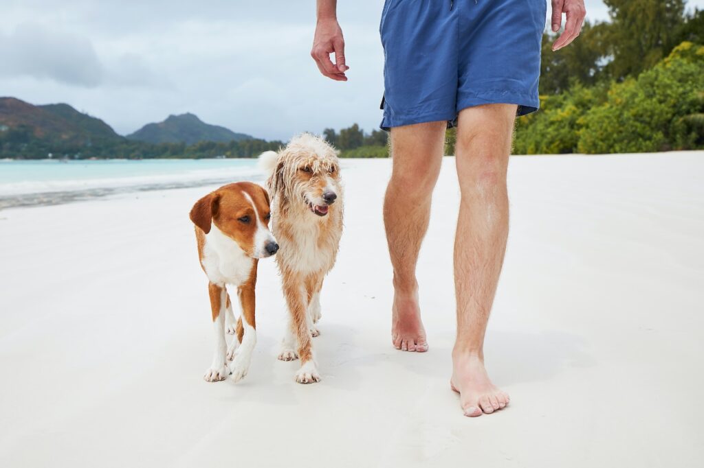 Man walking with dog on beach